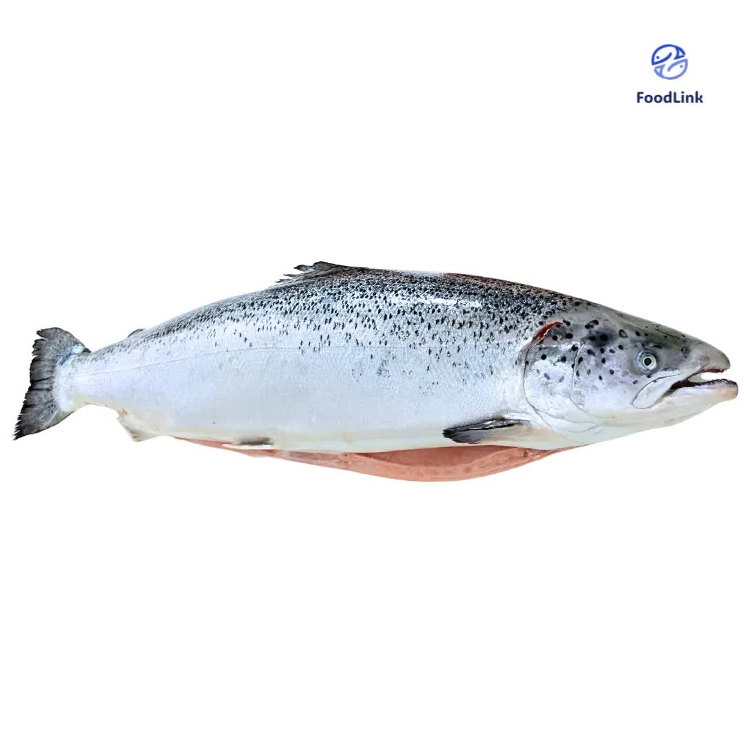 Cá Hồi Tươi Nguyên Con