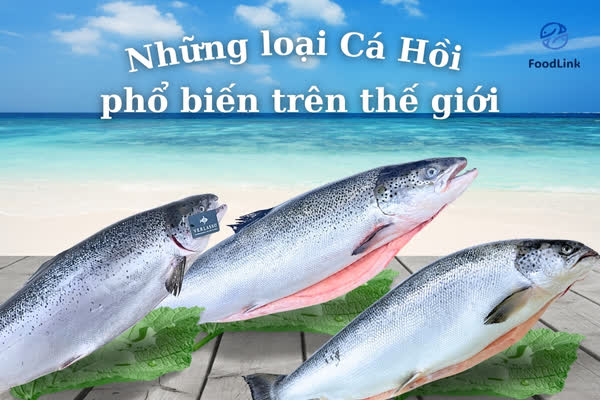 Cá Hồi Na Uy, Chile, Úc, Nhật: Nên Chọn Loại Nào?