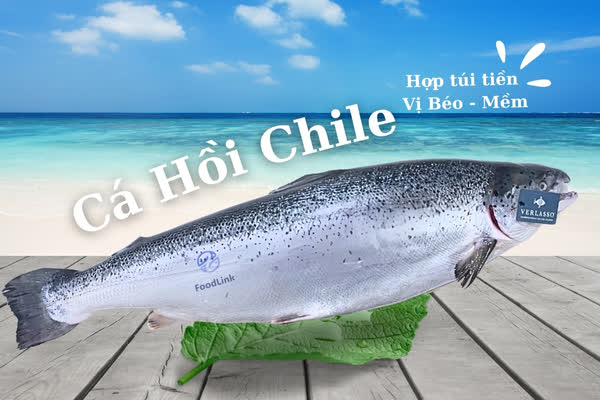 Cá hồi Chile với màu sắc tươi sáng, phù hợp cho các món nấu